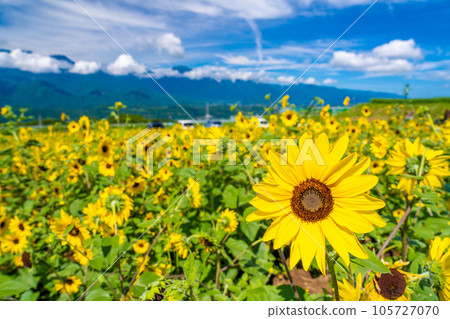 Akeno的向日葵領域 105727070