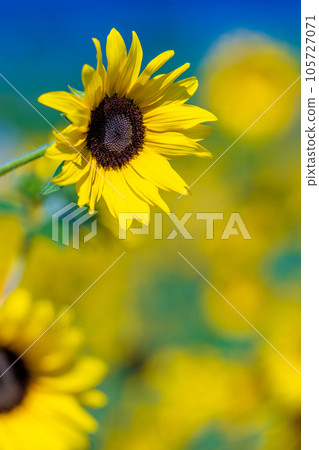 Akeno的向日葵領域 105727071