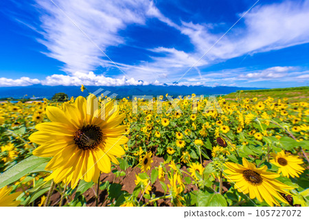 Akeno的向日葵領域 105727072