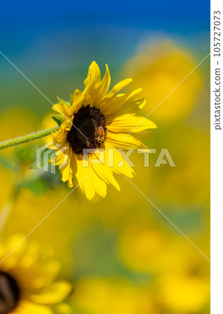 Akeno的向日葵領域 105727073