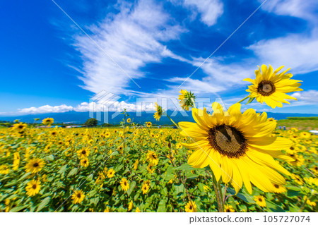 Akeno的向日葵領域 105727074