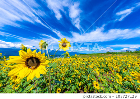 Akeno的向日葵領域 105727129