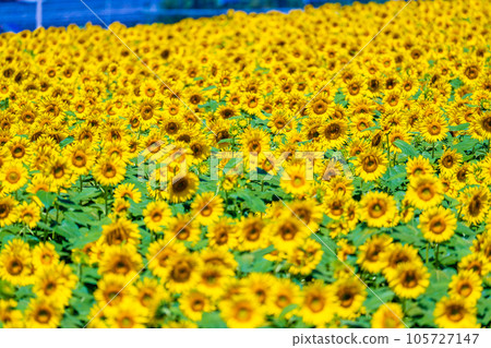 Akeno的向日葵領域 105727147