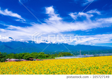 Akeno的向日葵領域 105727149