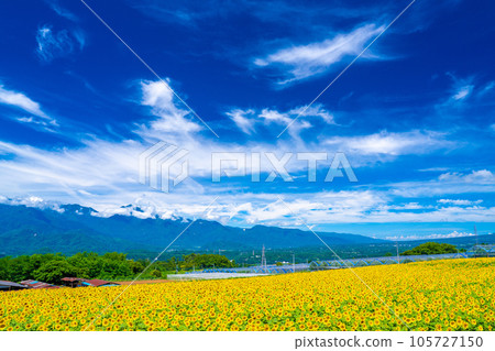 Akeno的向日葵領域 105727150