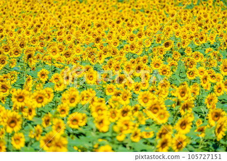 Akeno的向日葵領域 105727151