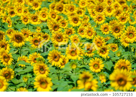 A sunflower field of Akeno A sunflower field of Akeno 105727153