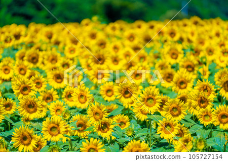 A sunflower field of Akeno A sunflower field of Akeno 105727154