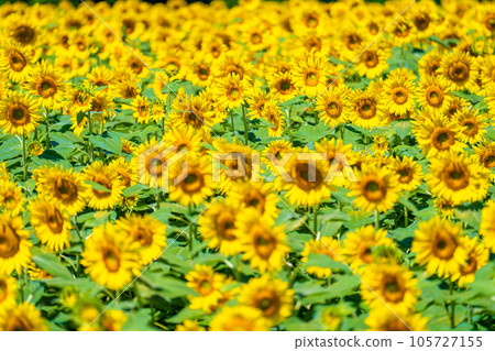 Akeno的向日葵領域 105727155