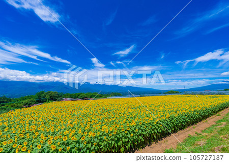 Akeno的向日葵領域 105727187