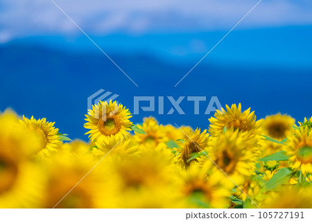 Akeno的向日葵領域 105727191