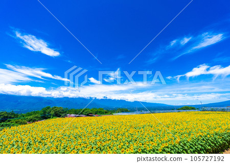 A sunflower field of Akeno A sunflower field of Akeno 105727192