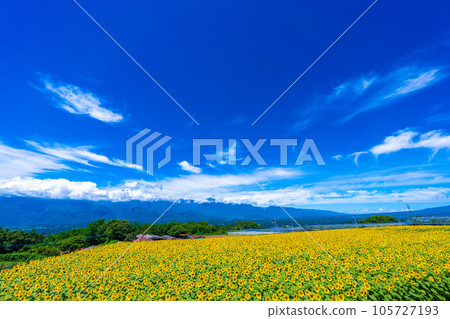 Akeno的向日葵領域 105727193