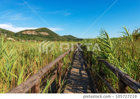 Wooden Walkway Along the Green Reeds of Lake Massaciuccoli - Tuscany Italy 105727219