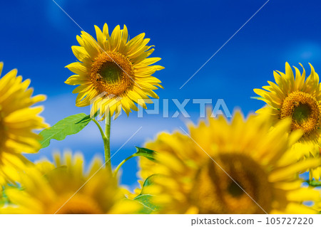A sunflower field of Akeno 105727220