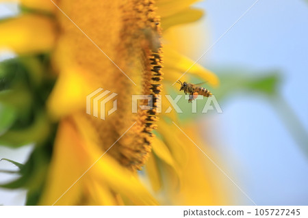Sunflowers and honey bees 105727245