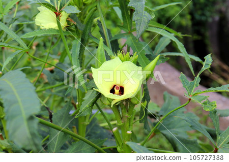 秋葵 秋葵花 秋葵蔬菜 夏季蔬菜 農業 秋葵 秋葵花 秋葵蔬菜 夏季蔬菜 農業 105727388