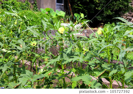 秋葵 秋葵花 秋葵蔬菜 夏季蔬菜 農業 秋葵 秋葵花 秋葵蔬菜 夏季蔬菜 農業 105727392