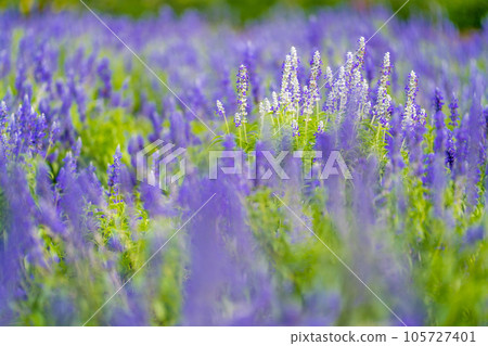 Herb garden trip diary lavender Herb garden trip diary lavender 105727401