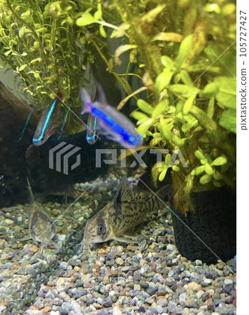 corydoras columbia evelinae aquarium tropical fish 105727427