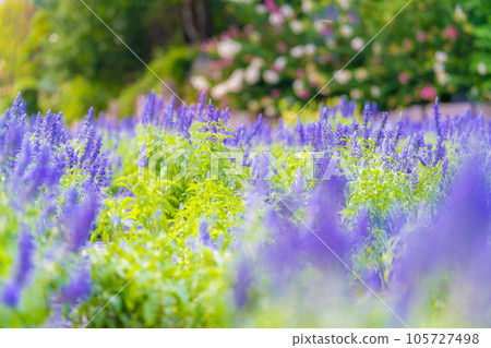 香草園旅行日記薰衣草 105727498