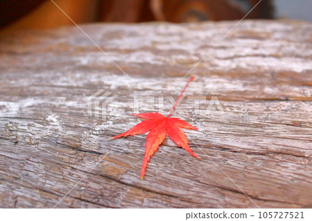 Red Maple 105727521