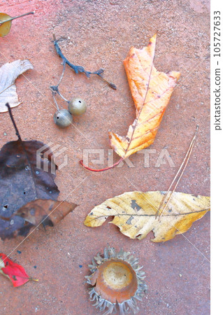 colorful autumn colors colorful autumn colors 105727633