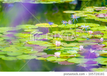 "Monet's Garden" Marmottan "Monet's Garden" Marmottan 105728181