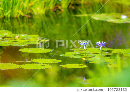 《莫奈花園》Marmottan 《莫奈花園》Marmottan 105728183