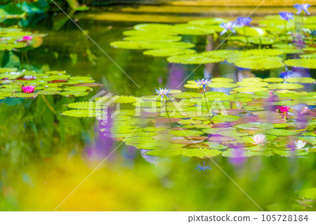 《莫奈花園》Marmottan 《莫奈花園》Marmottan 105728184