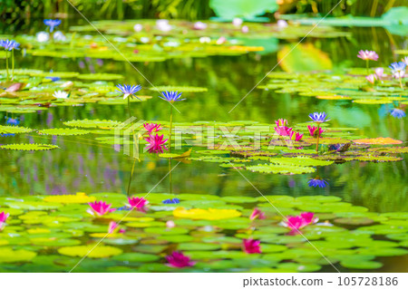 《莫奈花園》Marmottan 105728186