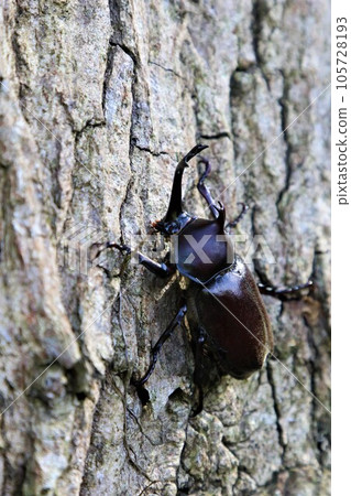 棲息在以酷熱而聞名的鳩山町愛國之鄉樹林中的雄性犀牛甲蟲。 105728193