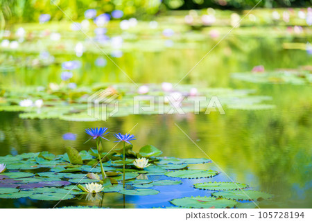 《莫奈花園》Marmottan 105728194