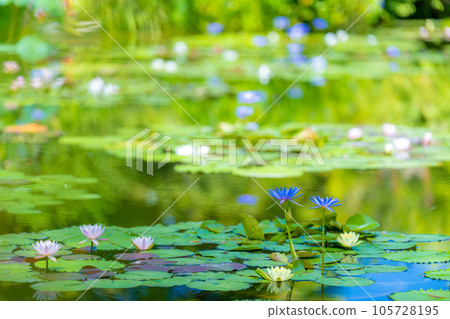 《莫奈花園》Marmottan 《莫奈花園》Marmottan 105728195