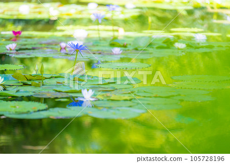 《莫奈花園》Marmottan 105728196