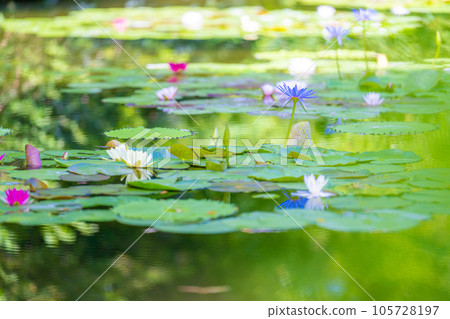 《莫奈花園》Marmottan 105728197