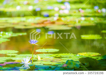 《莫奈花園》Marmottan 105728198