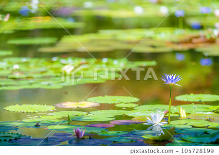 《莫奈花園》Marmottan 《莫奈花園》Marmottan 105728199