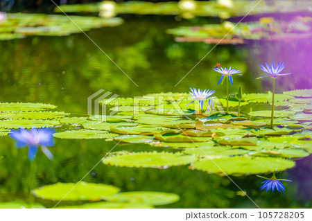 《莫奈花園》Marmottan 105728205