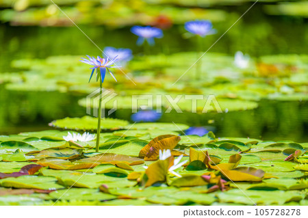 "Monet's Garden" Marmottan "Monet's Garden" Marmottan 105728278