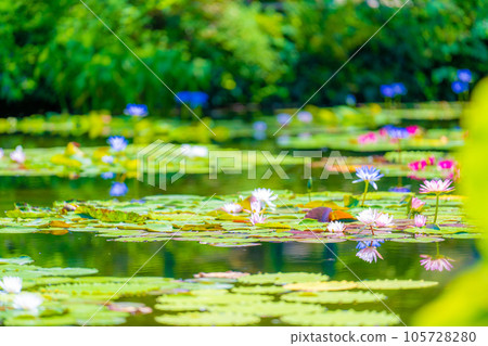 《莫奈花園》Marmottan 105728280