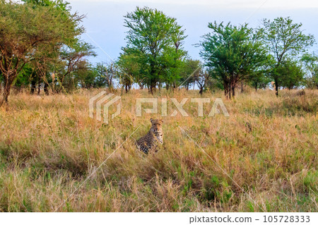 African leopard (Panthera pardus pardus) sitting in grass in Serengeti National park, Tanzania African leopard (Panthera pardus pardus) sitting in grass in Serengeti National park, Tanzania 105728333