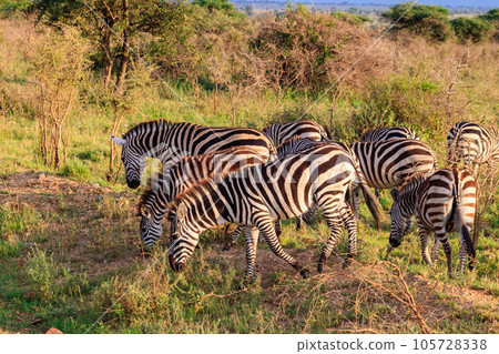Herd of zebras in savanna in Serengeti national park in Tanzania. Wildlife of Africa Herd of zebras in savanna in Serengeti national park in Tanzania. Wildlife of Africa 105728338
