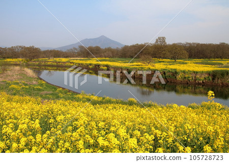 Scenery with rape blossoms and Mount Tsukuba Scenery with rape blossoms and Mount Tsukuba 105728723