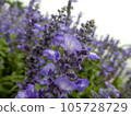薰衣草 105728729