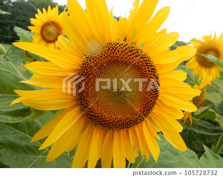 即使在雨中也健康的向日葵 105728732