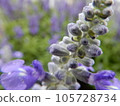 雨天薰衣草 105728734