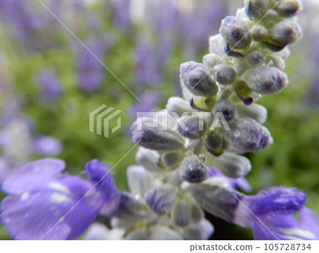 雨天薰衣草 105728734