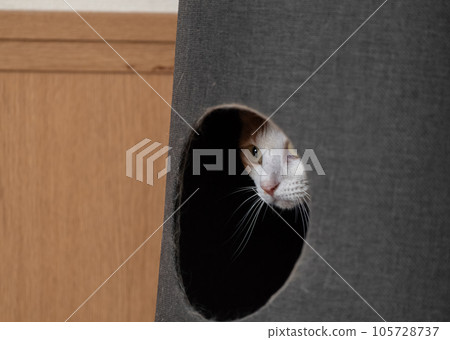 隱藏的貓棕色老虎白色 105728737