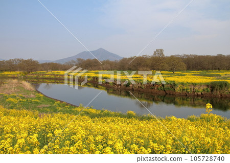 油菜花和筑波山的風景 油菜花和筑波山的風景 105728740